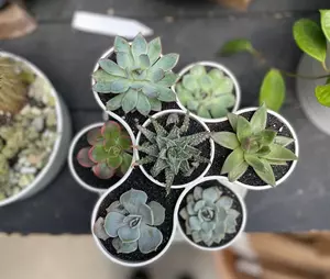Succulent Tower Arrangement 8" - image 3