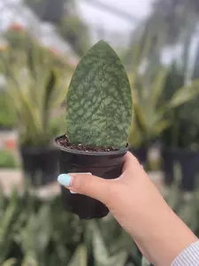 Whale Fin Snake Plant 4" - image 4