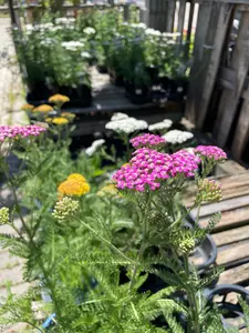 Yarrow Perennial Assorted - image 5