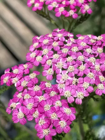 Yarrow Perennial Assorted - image 2