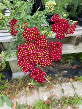 Yarrow Perennial Assorted - image 3
