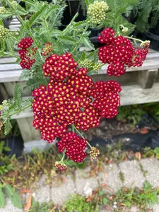 Yarrow Perennial Assorted - image 3