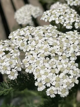 Yarrow Perennial Assorted - image 4
