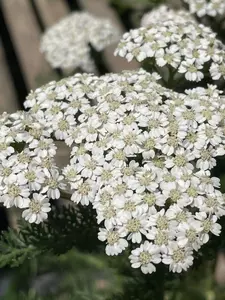 Yarrow Perennial Assorted - image 4