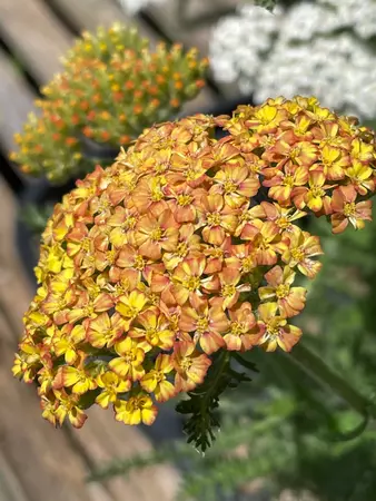 Yarrow Perennial Assorted - image 5