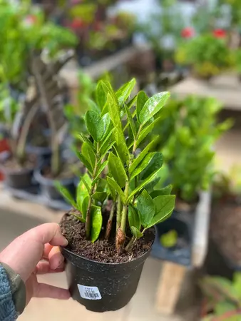 ZZ plant 6" - image 1