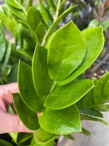 ZZ plant 6" - image 2