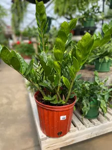 ZZ plant 10" - image 2